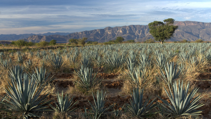 Tradiciones de Jalisco
